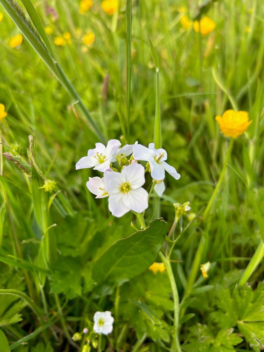 Wild flowers