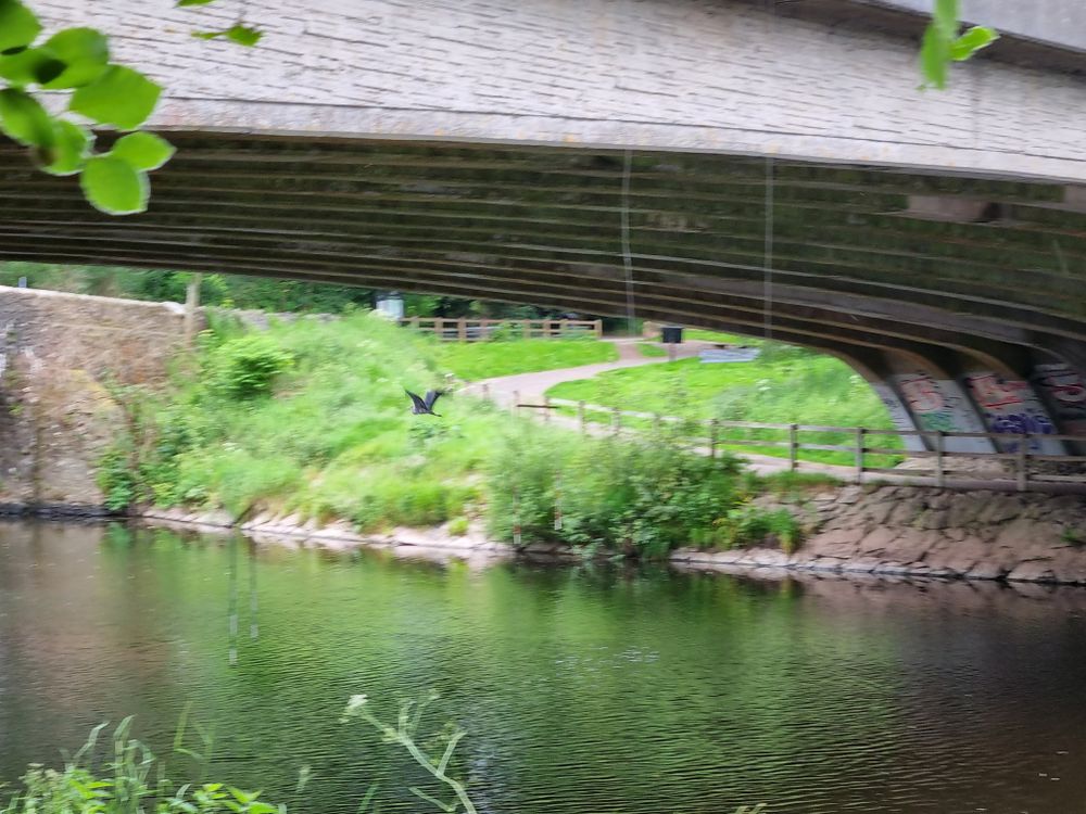 Heron under Shaws Bridge