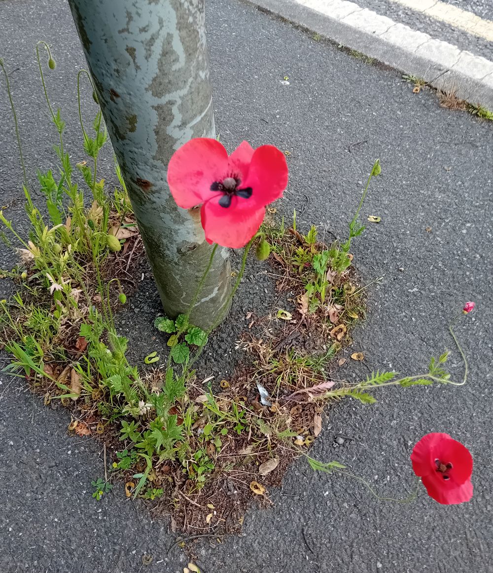 Poppies 