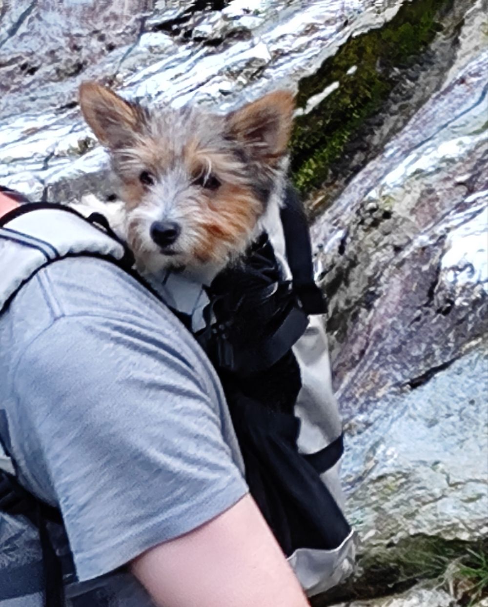 Just a puppy in a bag!