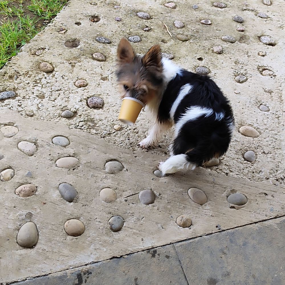 Missys first puppuccino