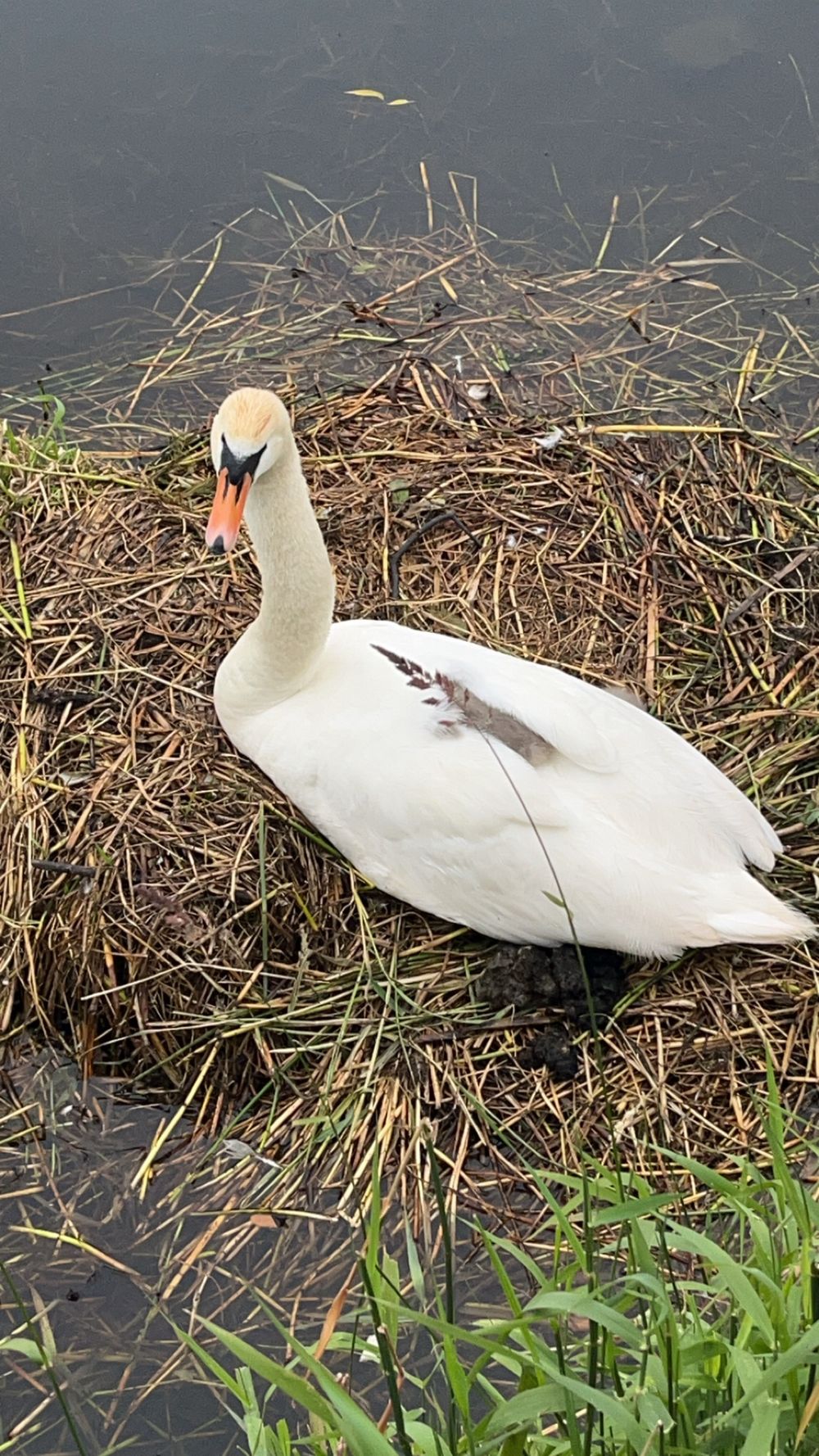 Mother Goose - the wee signets all tucked up!