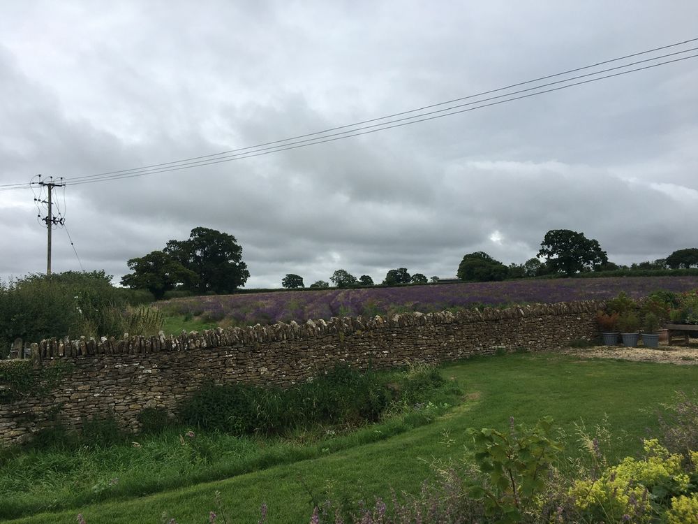 Getting out to see the lavender fields