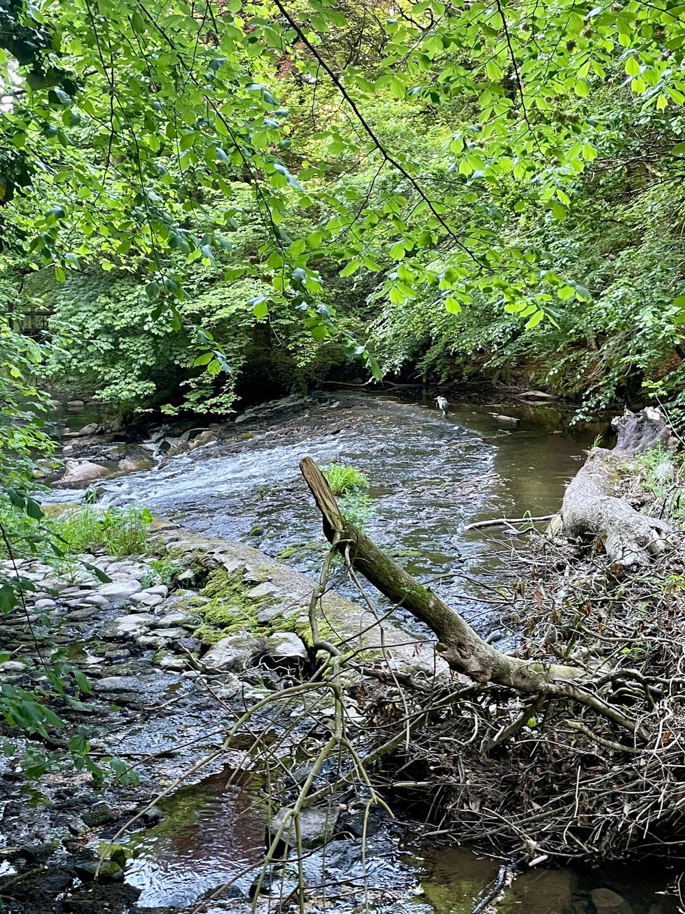 Armagh - Clare Glen Heron
