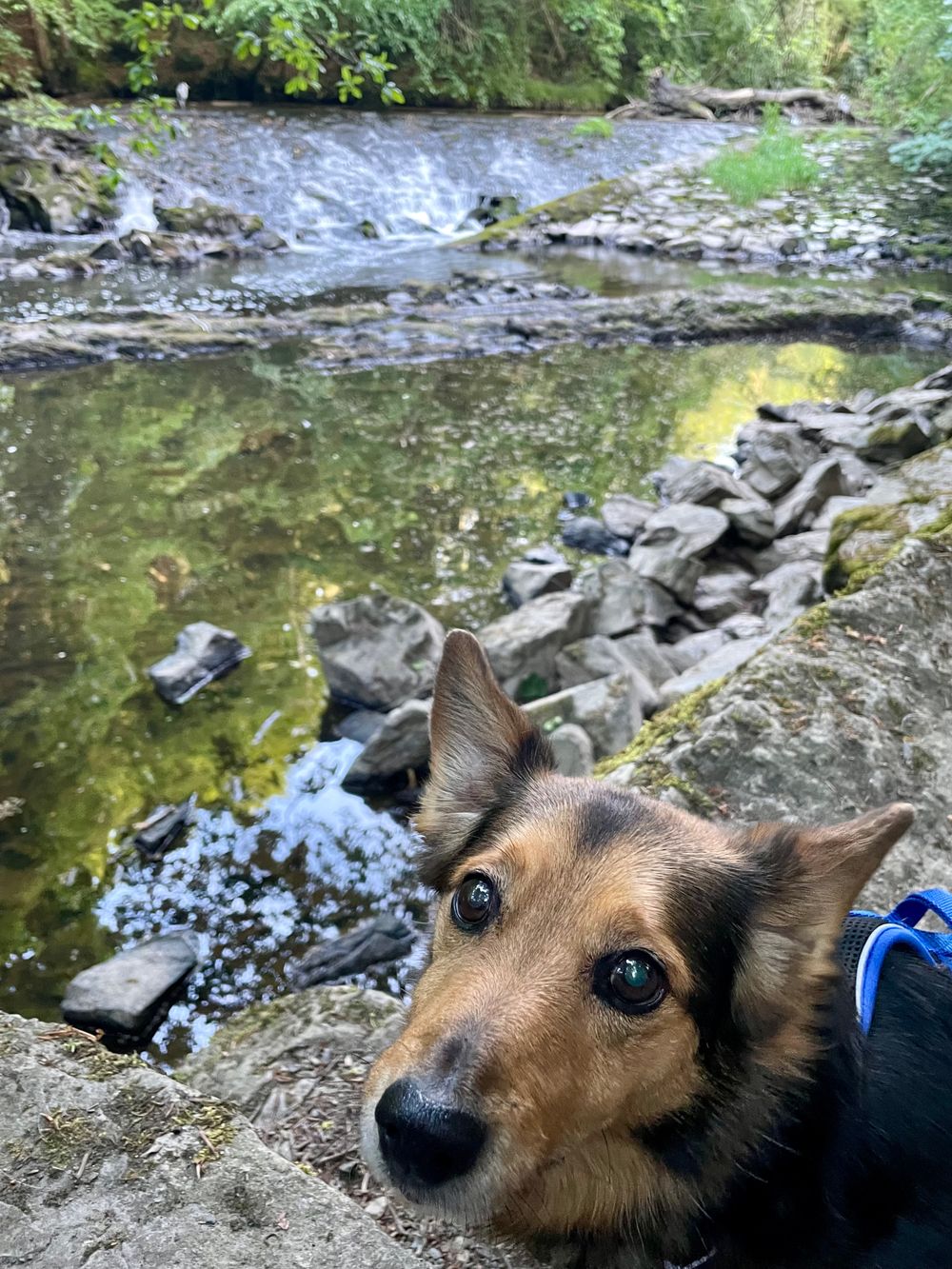 Marley in Clare Glen (Armagh) with the heron 
