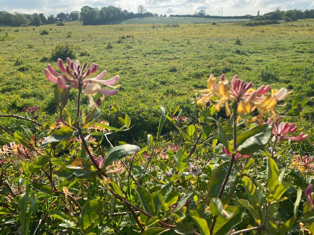 Honeysuckle 