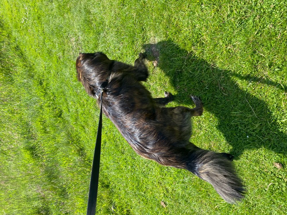 WFH Lunch Walk