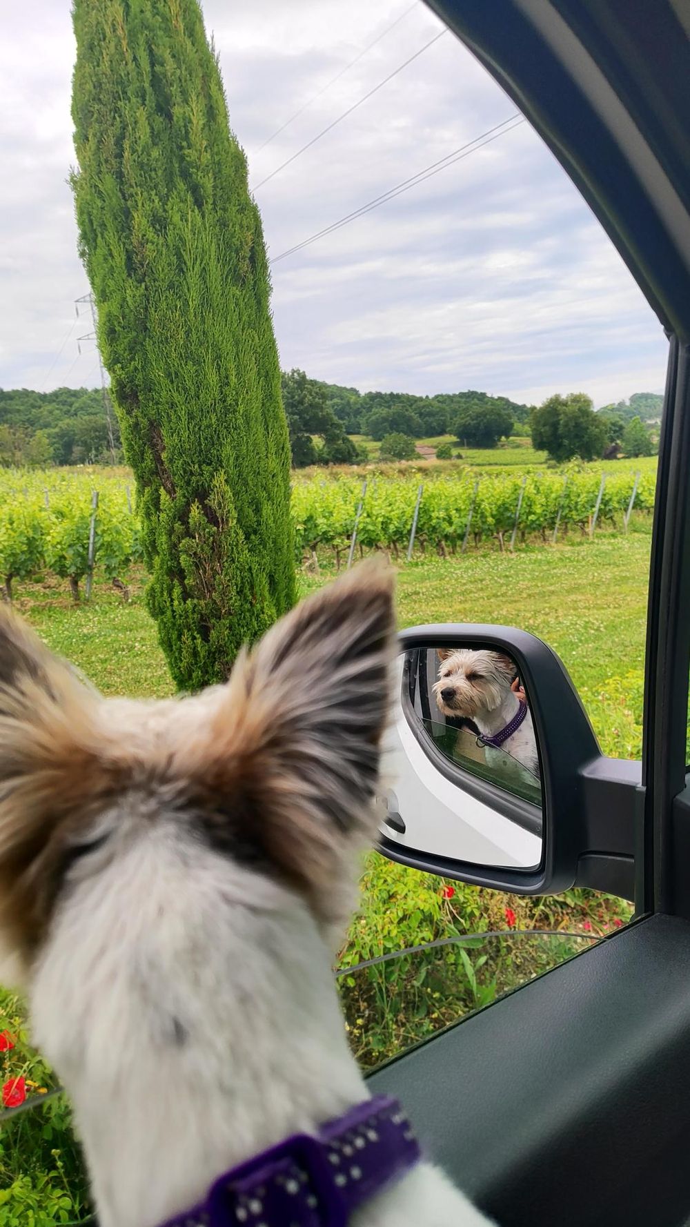 Driving around the vineyards of Fronsac