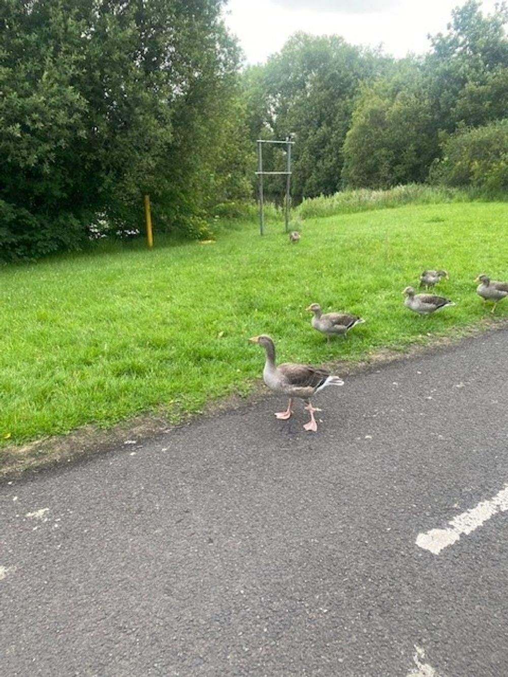 Early morning run with the Ducks
