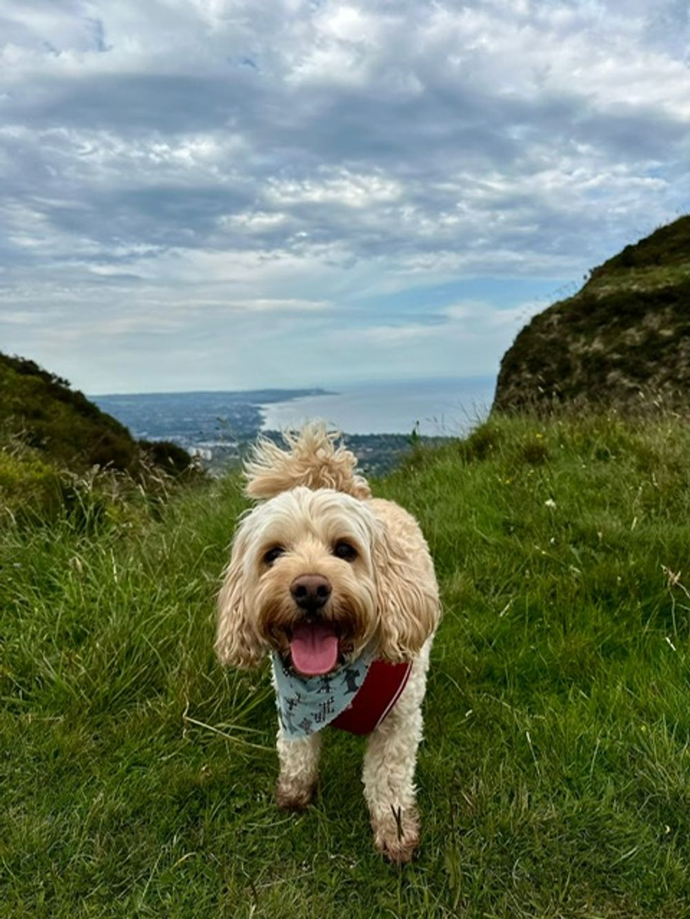 Charlie at Cavehill