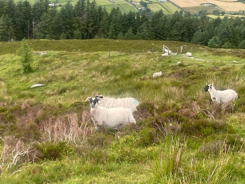 Slieve Gullion - The Sheep