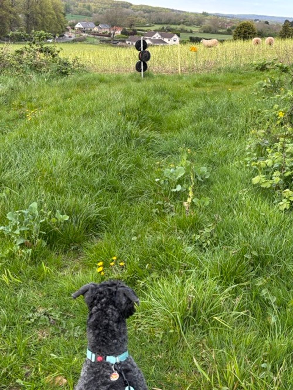 Sheep worrying my dog