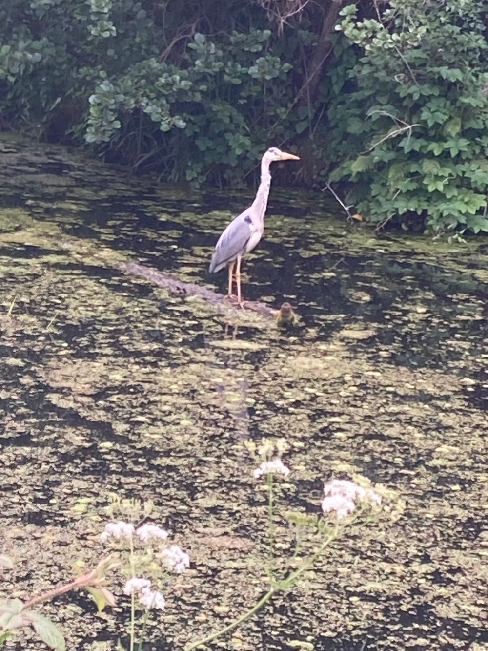 Commute on the towpath