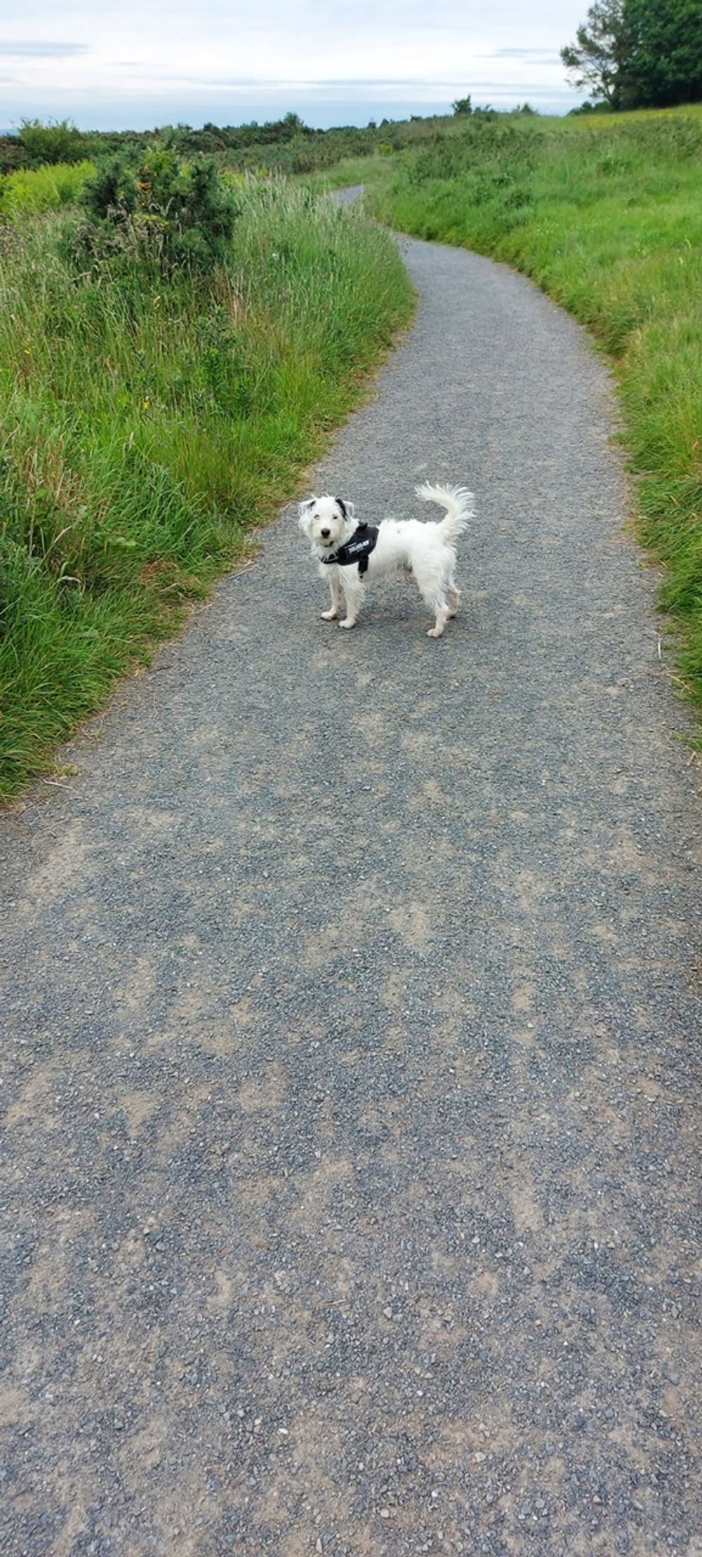 My walking companion 