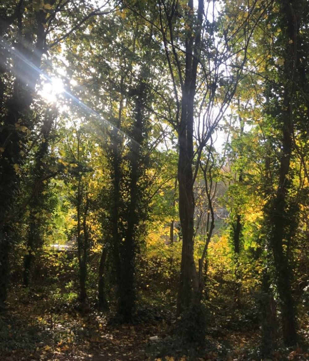 Early morning walk around my usual haunt!