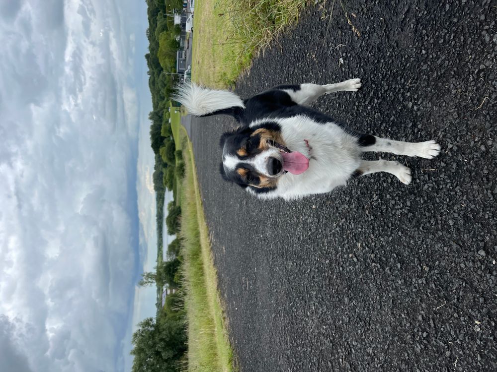 Mollie enjoying the extra walks
