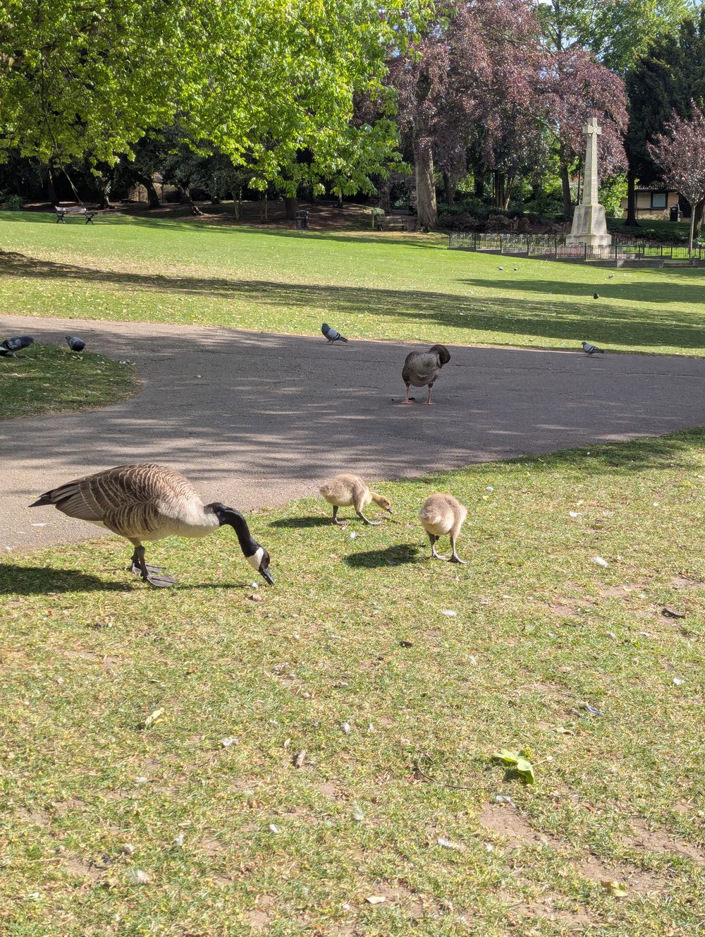 Geese babies 