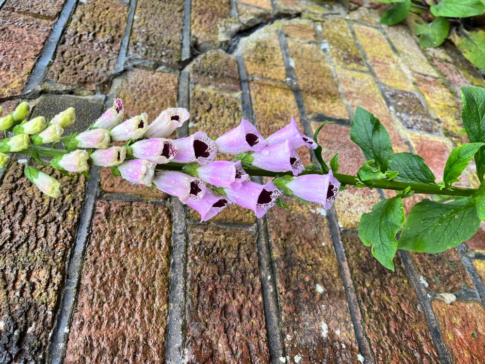 Foxglove 