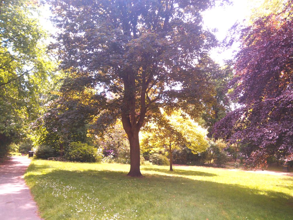 Taking advantage of the shade in the arboretum 