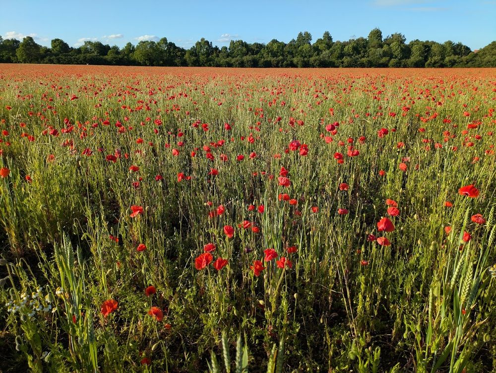 Poppy Fields