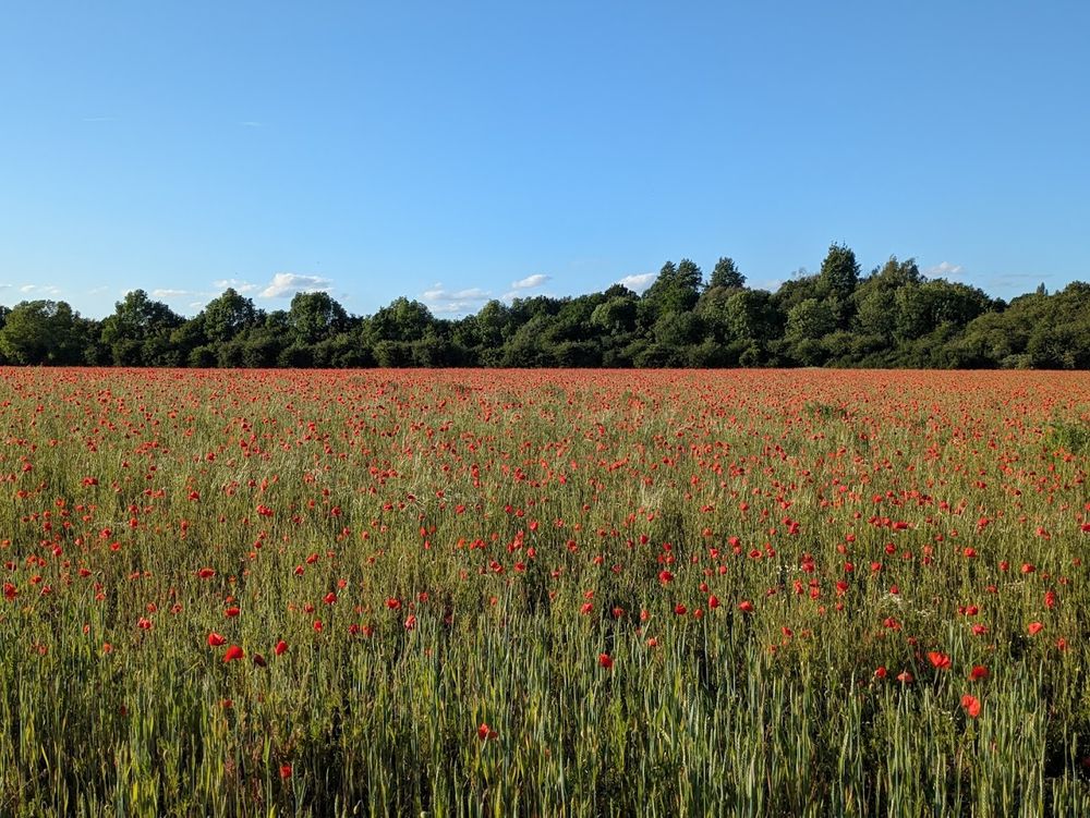 Poppy fields