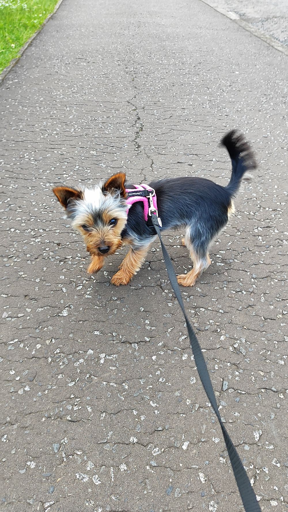 Winnie getting her steps in