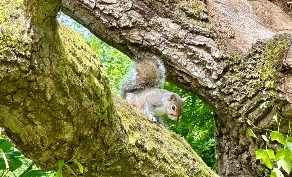 The Squirrel Trail Challenge