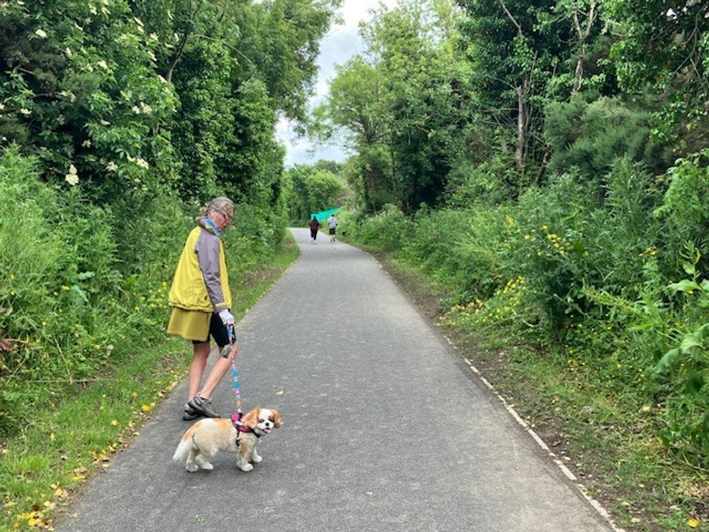 Dog walking on greenway