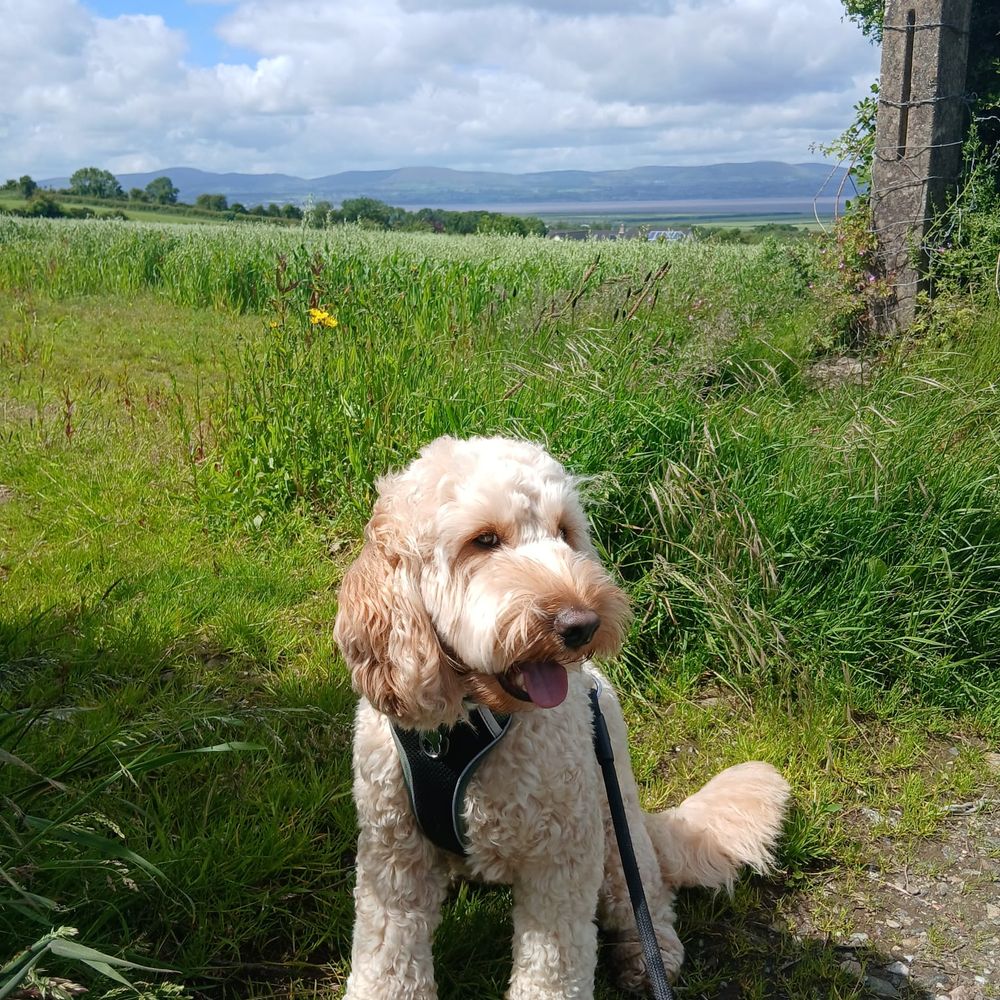 Dog Walk in the Countryside