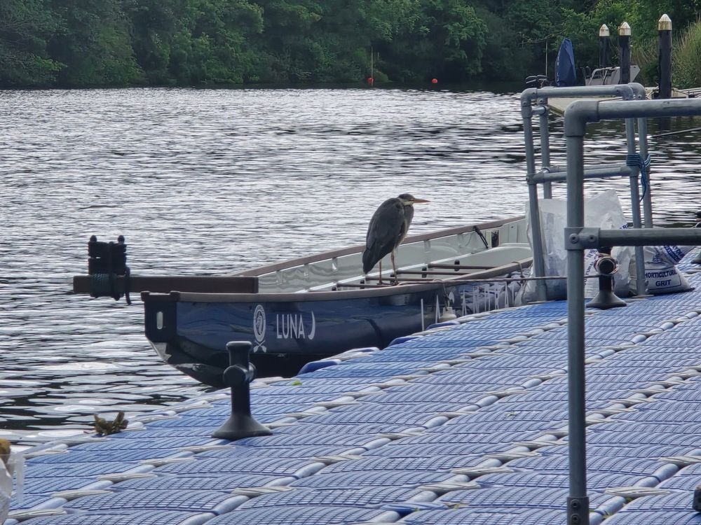 Heron on the boat