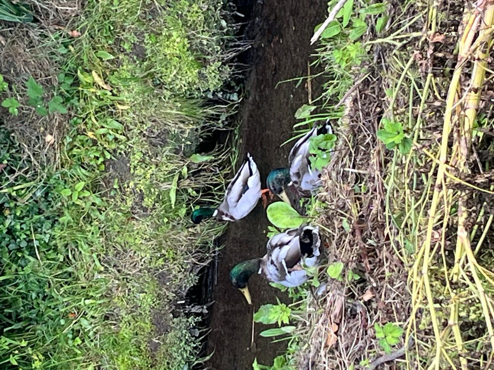 Ducks